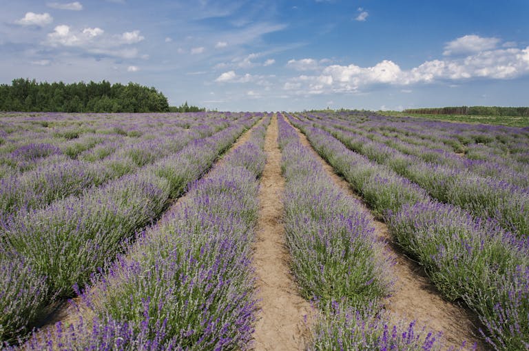 Expansive lavender field in bloom under a bright blue sky with scattered clouds.